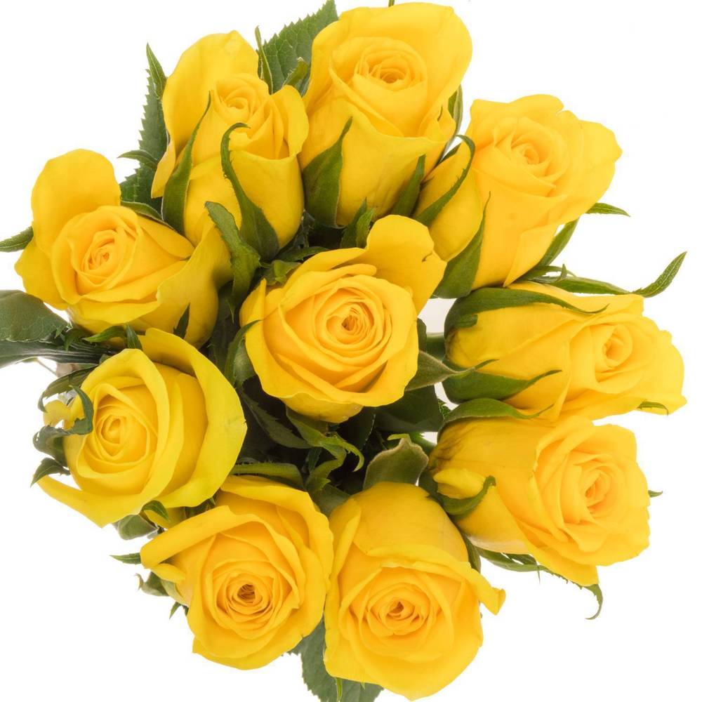 Rose gelb Moonwalk 50cm Ostern