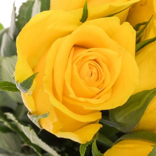 Rose gelb Moonwalk 50cm Ostern