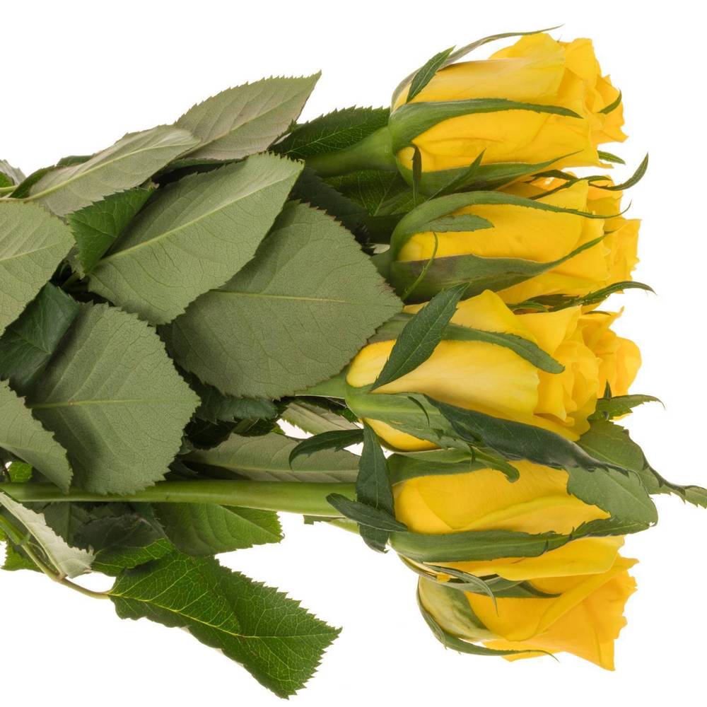 Rose gelb Moonwalk 50cm Ostern