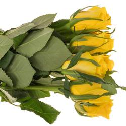 Rose gelb Moonwalk 50cm Ostern