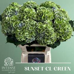 Hortensie dunkel grün Sunset Cl Bol 20cm 65cm