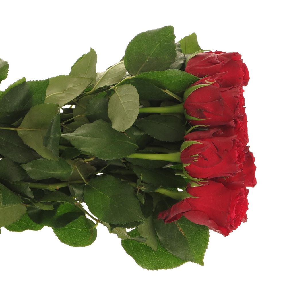 Rose rot Rhodos 60cm 