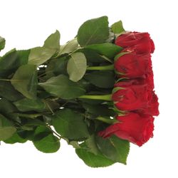 Rose rot Rhodos 60cm 