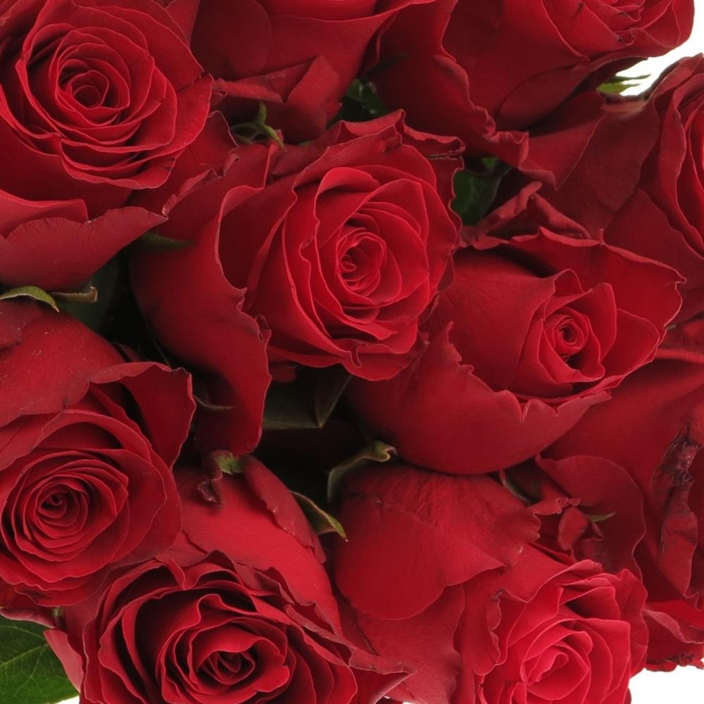 Rose rot Rhodos 60cm 