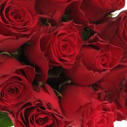 Rose rot Rhodos 60cm 