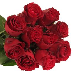 Rose rot Rhodos 60cm 