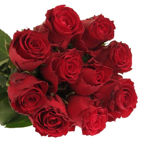 Rose rot Rhodos 60cm 