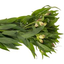 Alstroemerie milka Layla 90 Gramm 75cm