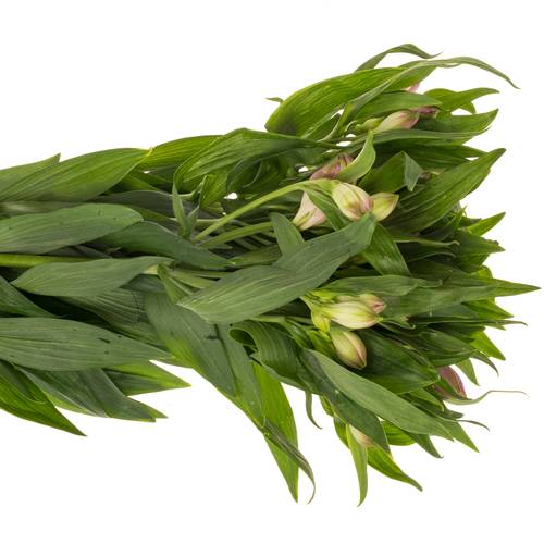 Alstroemerie milka Layla 90 Gramm 75cm