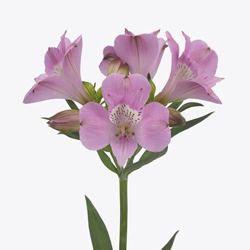 Alstroemerie milka Layla 90 Gramm 75cm