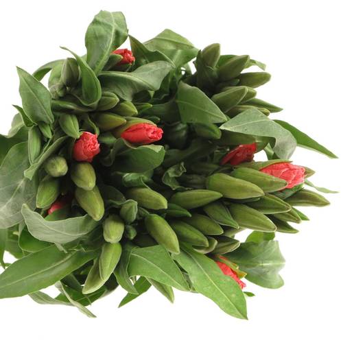 Godetia lachs Grace Salmon 45cm