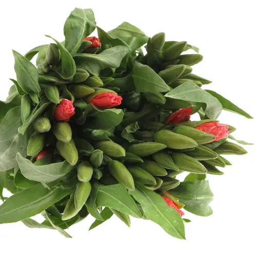 Godetia lachs Grace Salmon 45cm