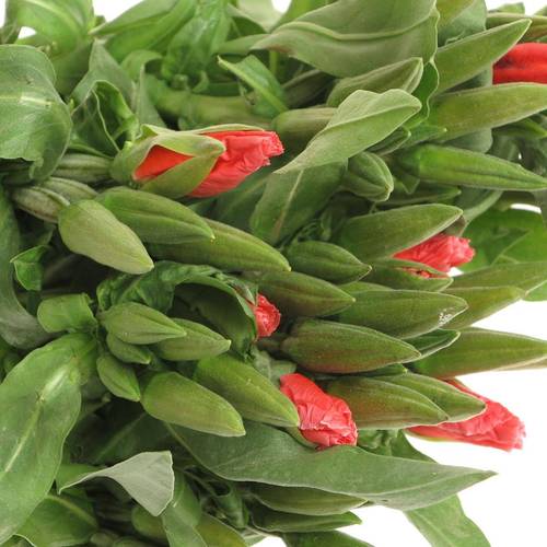 Godetia lachs Grace Salmon 45cm