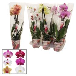 Phal.1-R mix Scenza T12 H50