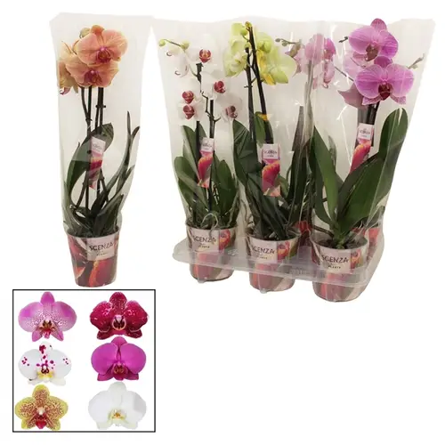 Phal.1-R mix Scenza T12 H50
