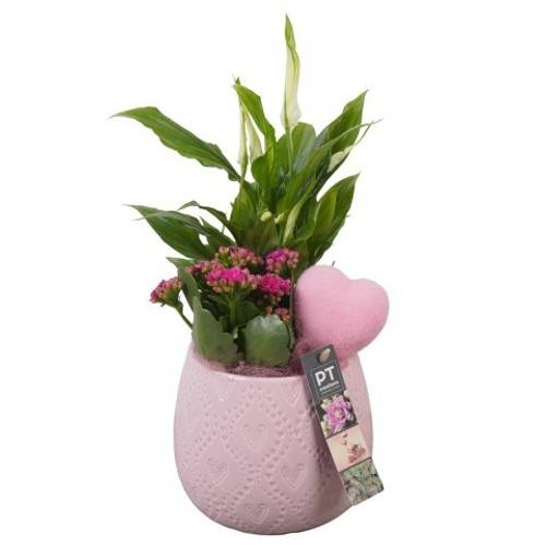 Spath.Arr PTVMB2297 T14 H033