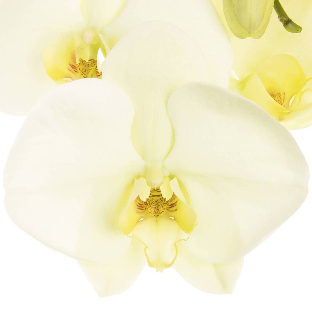 Phalaenopsis creme Bella 10-14 Blüten 80cm