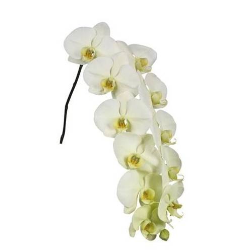 Phalaenopsis creme Bella 10-14 Blüten 80cm