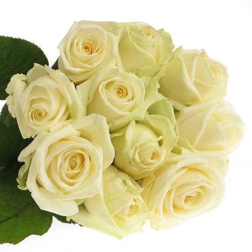 Rose creme/weiss Avalanche White Gold (SK) 40cm