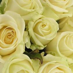 Rose creme/weiss Avalanche White Gold (SK) 40cm