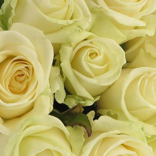 Rose creme/weiss Avalanche White Gold (SK) 40cm