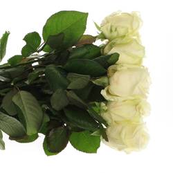 Rose creme/weiss Avalanche White Gold (SK) 40cm