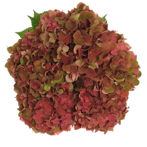 Hortensie rot/grün Terra Cotta Bol 17cm 60cm