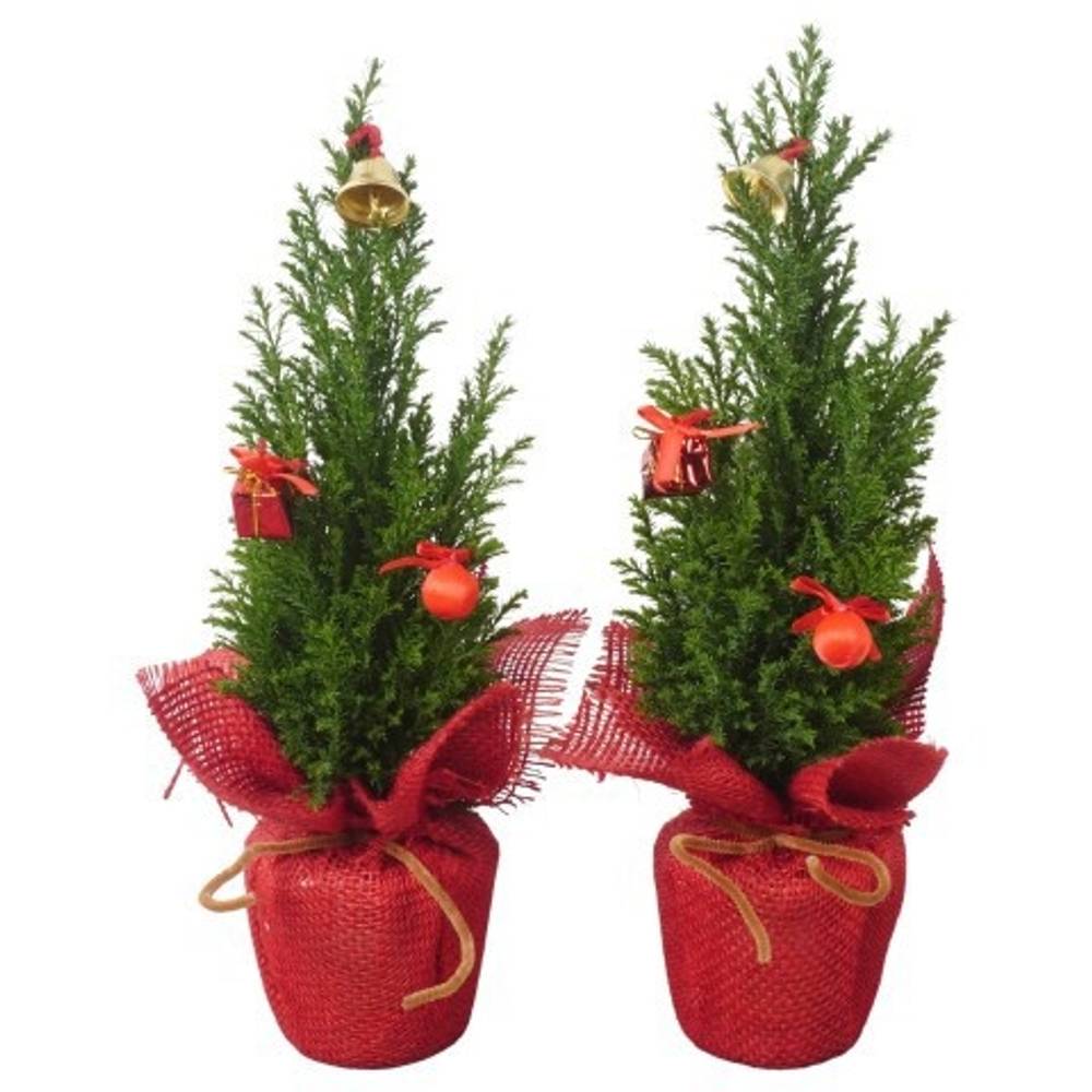 Chamaecyparis Ellwoodii	PTK25134 Jute T09 H032