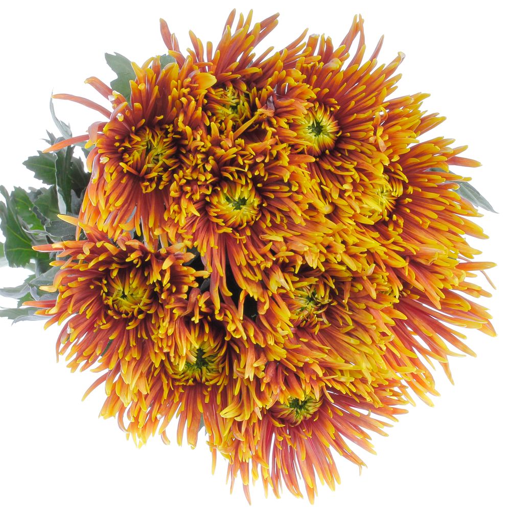 Chrys.Deko orange/gelb Saffina 80 Gramm