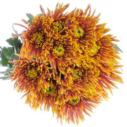 Chrys.Deko orange/gelb Saffina 80 Gramm