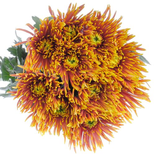 Chrys.Deko orange/gelb Saffina 80 Gramm