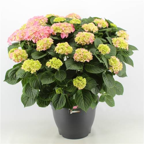 Hortensie rosa 15+ T32 H060