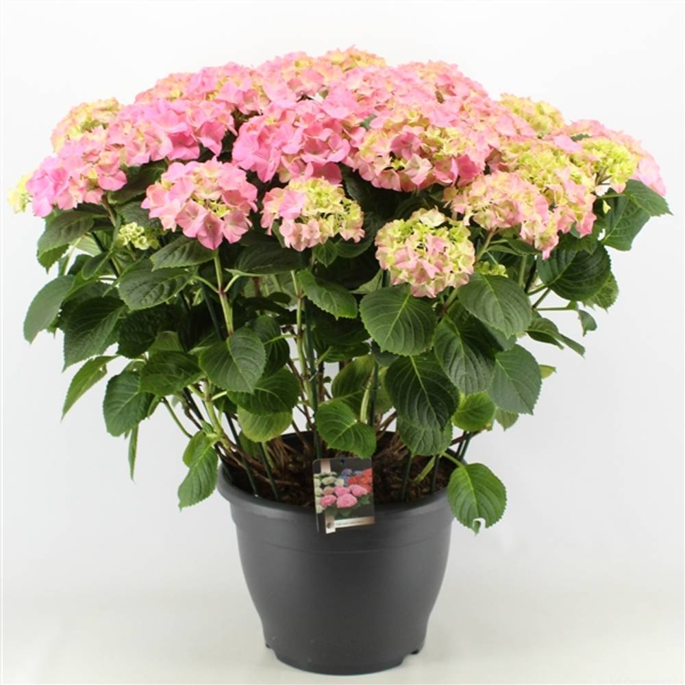 Hortensie rosa 15+ T32 H060