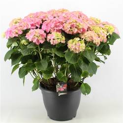 Hortensie rosa 15+ T32 H060