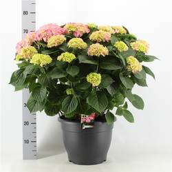 Hortensie rosa 15+ T32 H060