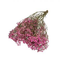 Trocken Gyps dunkel rosa L70cm 50gr