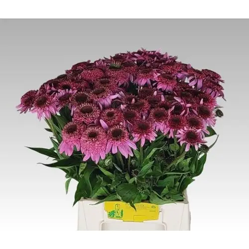 Rudbeccia rosa Purpurea