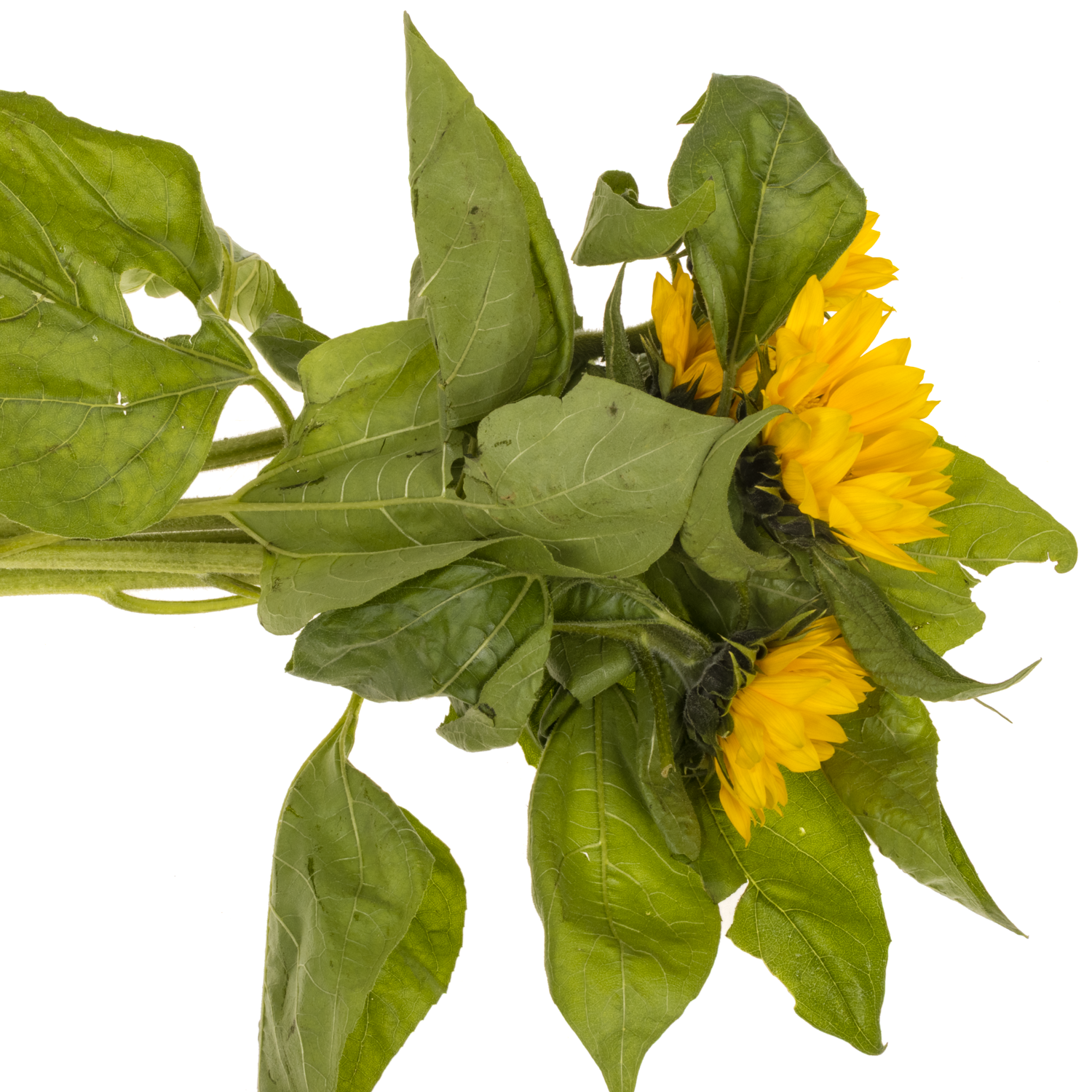 Sonnenblume gelb Vincent s Fresh 80cm