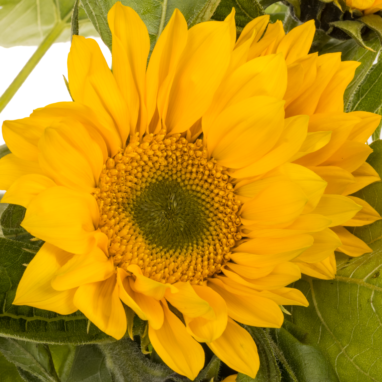 Sonnenblume gelb Vincent s Fresh 80cm