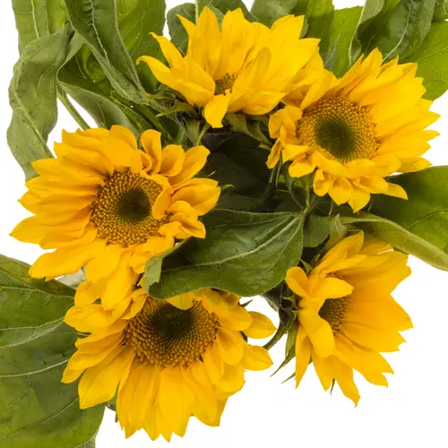 Sonnenblume gelb Vincent s Fresh 80cm