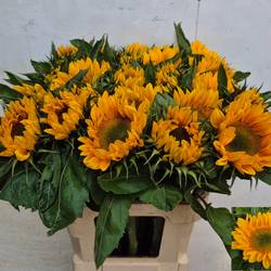Sonnenblume gelb Vincent s Fresh 80cm