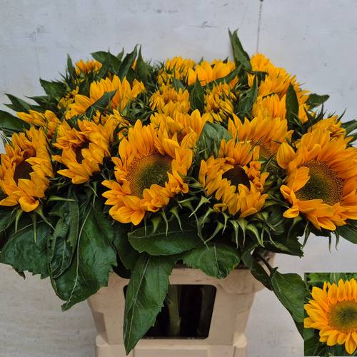 Sonnenblume gelb Vincent s Fresh 80cm