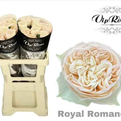 Rose creme/weiss Royal Romance gefüllt 60cm