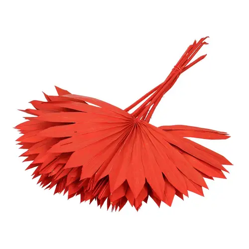 Trocken Palm Sun rot L55cm x6