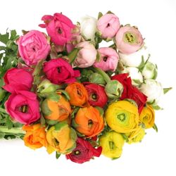 Ranunkel mix in Bund Israel 40cm 