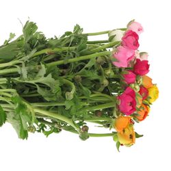 Ranunkel mix in Bund Israel 40cm 