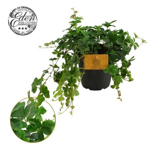Parthenocissus Striata T12 H20