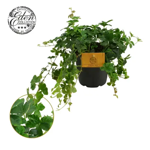 Parthenocissus Striata T12 H20