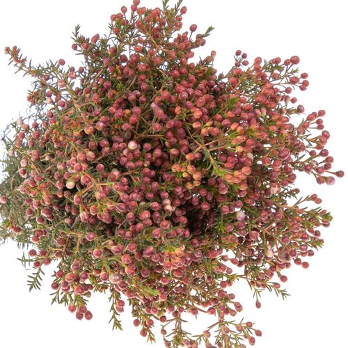 Wachsflower rot BaerAdi 45 Gramm 80cm