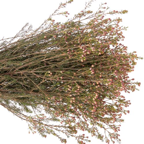Wachsflower rot BaerAdi 45 Gramm 80cm